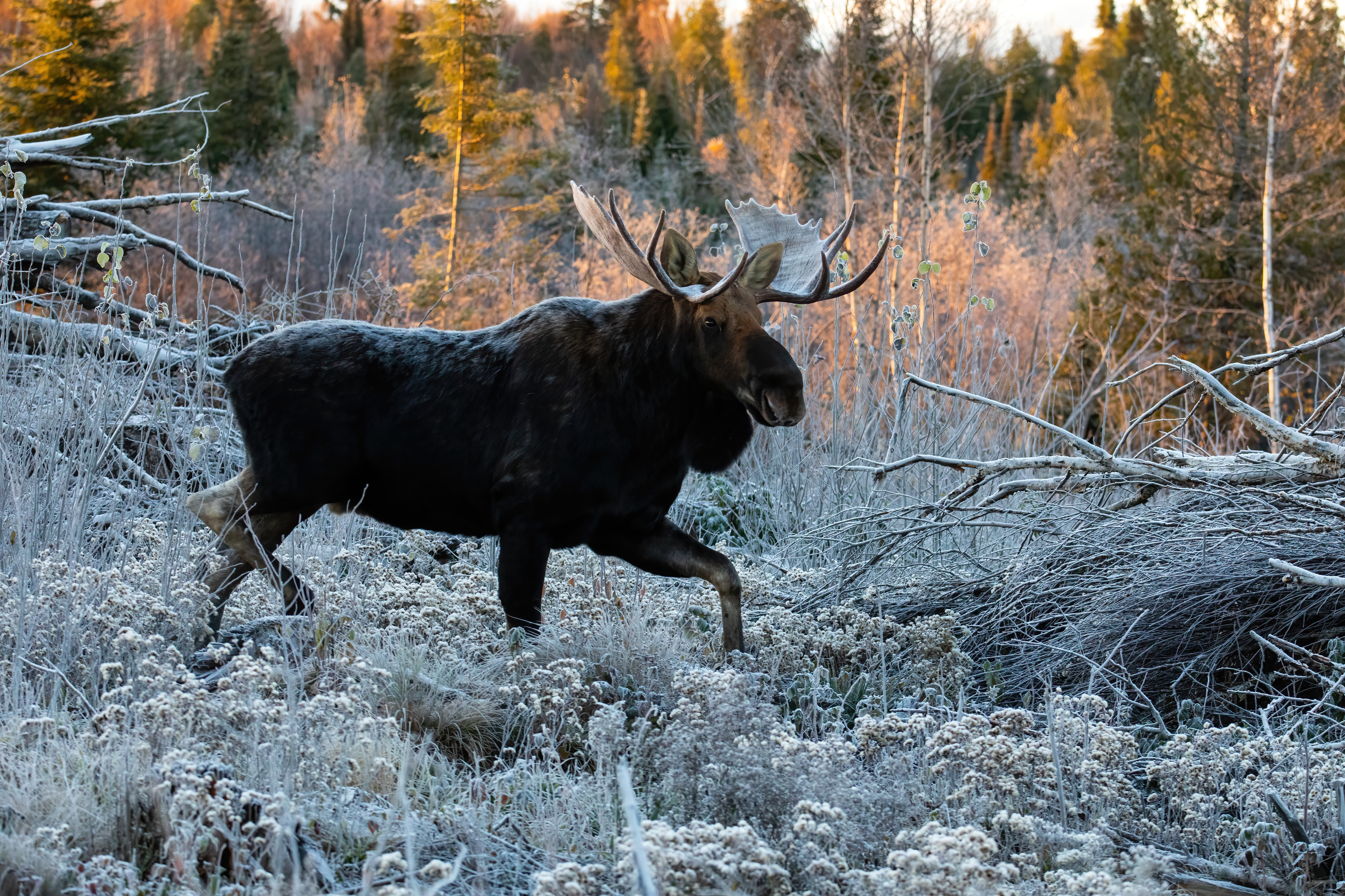 A bull moose at sunset in northeast Minnesota.